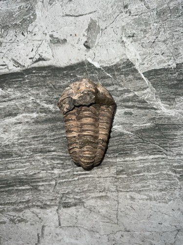 Diacalymene trilobite fossil - ,
