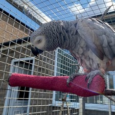 Sanded nail trimming parrot - sanded,
