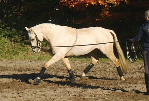 Busse cotton lunging aid - lunging,