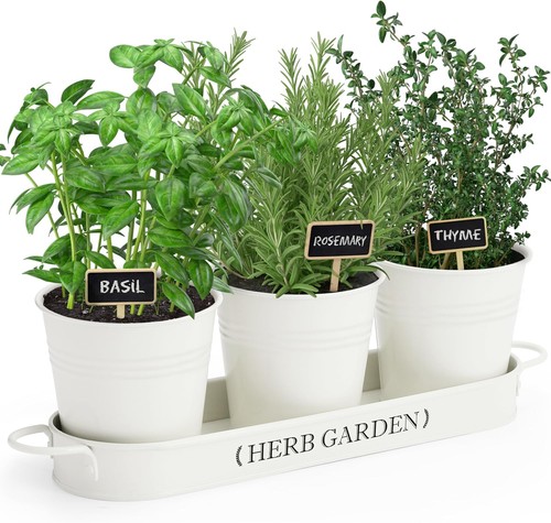 Indoor herb garden - herb, planter