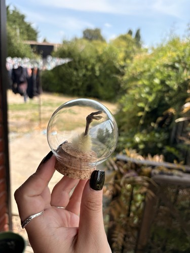 Taxidermy chicken foot dome - chicken,