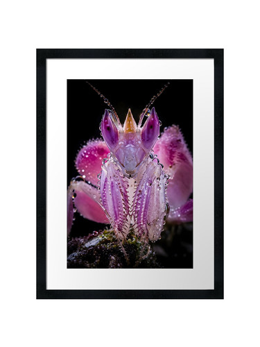 Text fascinating pink orchid - fascinating,