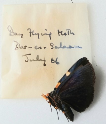 Day flying papered moth - day,