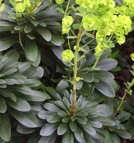Euphorbia robbiae wood - 2x, (wood