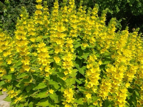 Lysimachia punctata loostrife - punctata,