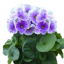 Primrose Seeds Primula