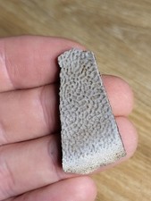 Hell Creek Turtle Shell Fossil