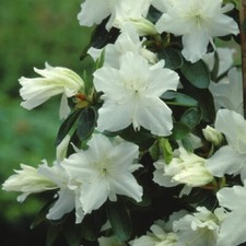 1 X AZALEA 'GEISHA WHITE'