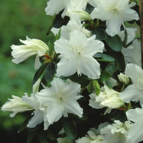 Azalea geisha white - x,