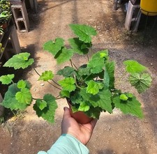 Piggyback Plant Live in 4