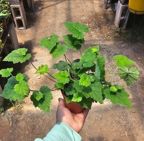 Piggyback plant live - piggyback, in
