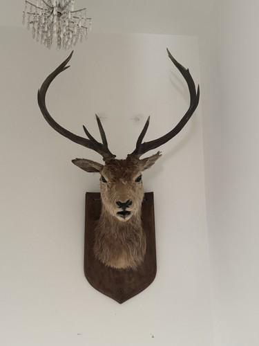Antique canadian taxidermy - antique,