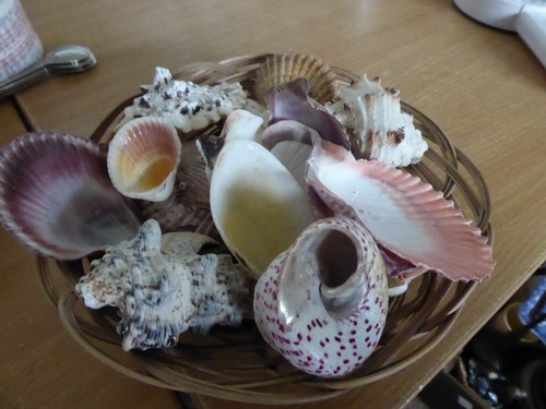 Assorted sea shells
