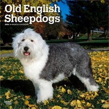 Old English Sheepdogs Calendar 2026 | Square 30cm x 30cm | 100% Plastic Free