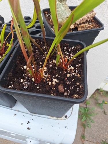 Sarracenia adult plant large - plant,,