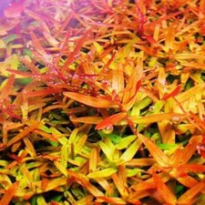 ROTALA ORANGE JUICE TROPICAL