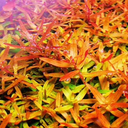 Rotala orange juice tropical - rotala,