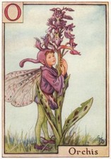 O = Orchis Fairy by Cicely