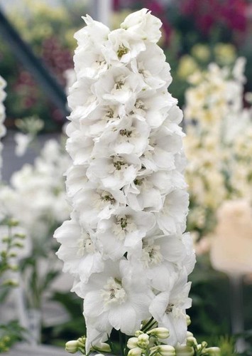 Delphinium guardian white - delphinium, 'guardian