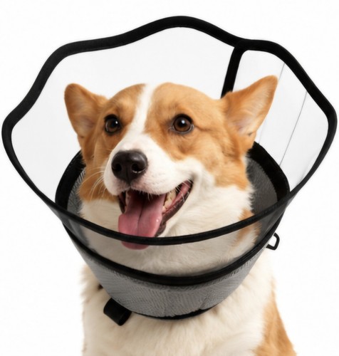 Soft dog recovery - dog, cone