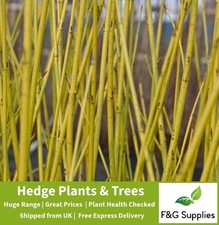 Yellow Dogwood Ornamental Cornus bare root native hedge plants saplings whips