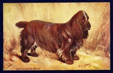 FIELD SPANIEL - Spratts Dog