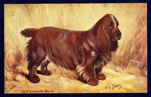 Field spaniel spratts dog - spaniel,