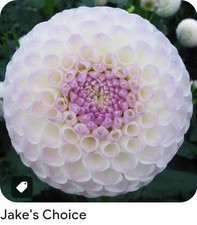 Jake's Choice Ball Dahlia Tuber