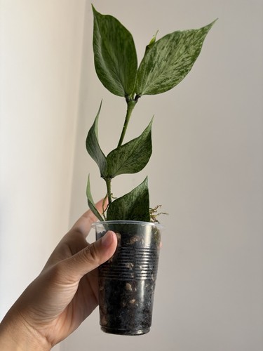 Hoya polyneura broget silver - broget, (