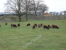 Photo 6x4 Soay sheep