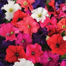 PETUNIA x36 'Frenzy' Trailing
