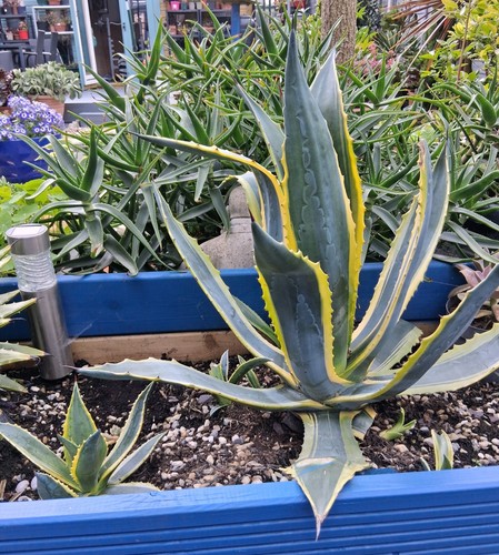Agave americana variegata - agave,