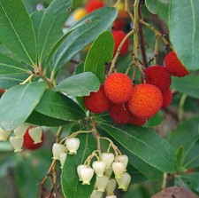 Arbutus Unedo - 25 Seeds - Strawberry Tree