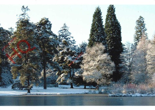 Picture postcard bedgebury - postcard-,