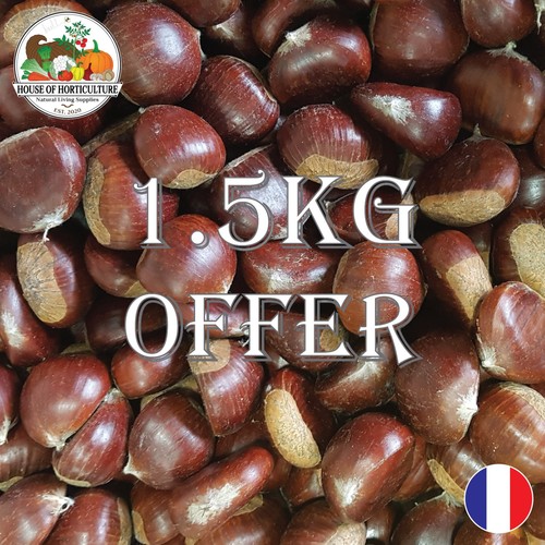 Fresh french sweet chestnuts - french,
