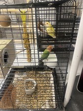 BIRDY BABBLE BALL HANGING CAGE  TRAINER PARROT AMAZON AFRICAN GREY TOY