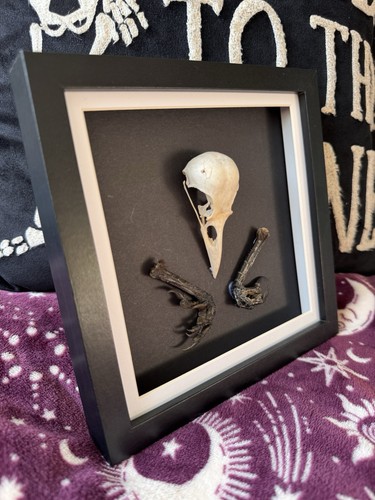 Crow skull talons taxidermy - talons,