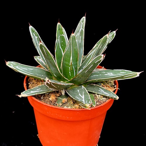 Agave victoriae reginae - agave, |