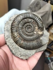 LARGE DACTYLIOCERAS Sp AMMONITE WHITBY YORKSHIRE UK DINOSAUR FOSSIL