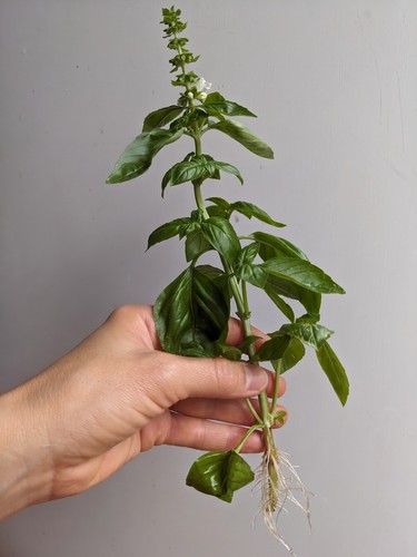 Sweet basil plant - sweet, fresh