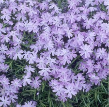 Phlox subulata '  Emerald