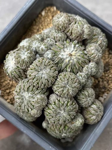 10cm rare live - 10cm, house