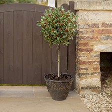 Miniature Holly Standard Tree