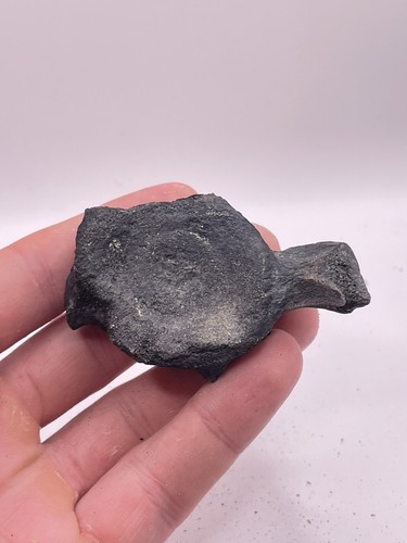Carolina fossil whale - fossil,