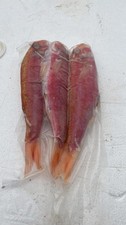 Frozen fishing bait red mullet - frozen,