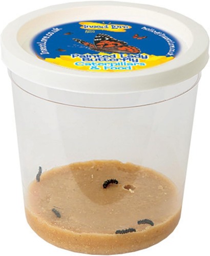 Live caterpillars kit raise - live,