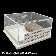 Emys Turtle Carapace Fossil