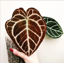 Anthurium Indo Red