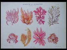 ALGAE - 1900 PRINT - FRENCH