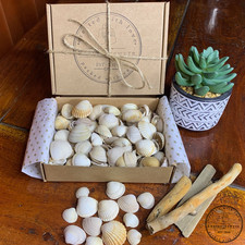 Lovely box small cockle - box, of